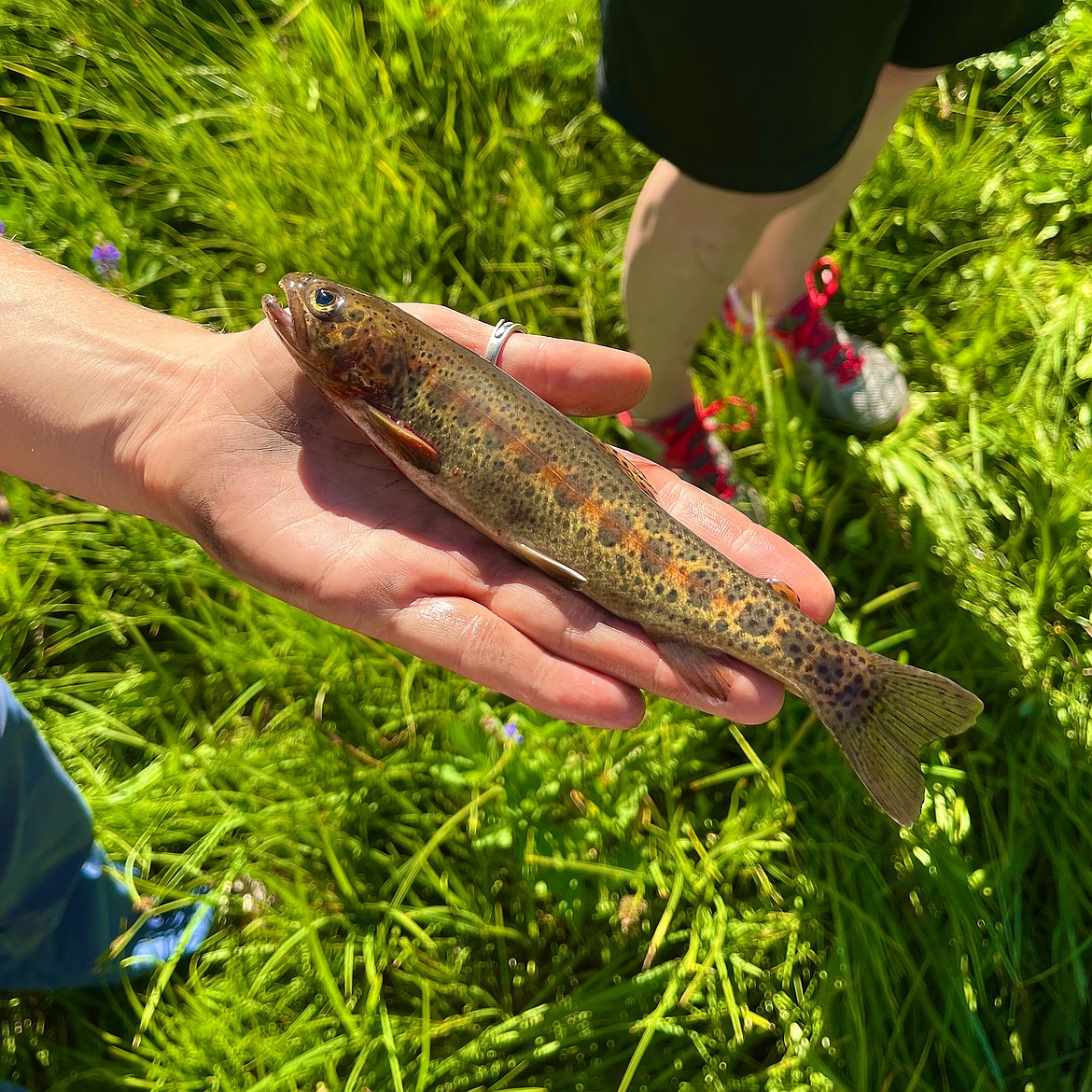 A small trout is displayed after being caught in a high-mountain stream. Idaho Fish and Game officials say narrow, lesser-known creeks often hold abundant fish albeit of a modest size.