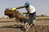 Iran war forces farmers to seek fertilizer alternatives from cow dung to compost