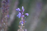 SUMMER BLOOM
