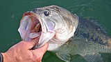 Upcoming summer bass tournaments for summer 2026