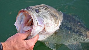 A largemouth bass caught at Banks Lake. Banks Lake will be hosting  a variety of fishing tournaments held throughout the summer.