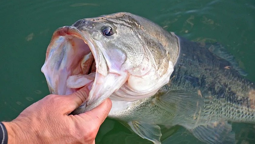 A largemouth bass caught at Banks Lake. Banks Lake will be hosting  a variety of fishing tournaments held throughout the summer.