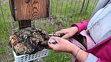 Rewarding and demanding: Volunteers track western Montana bluebirds