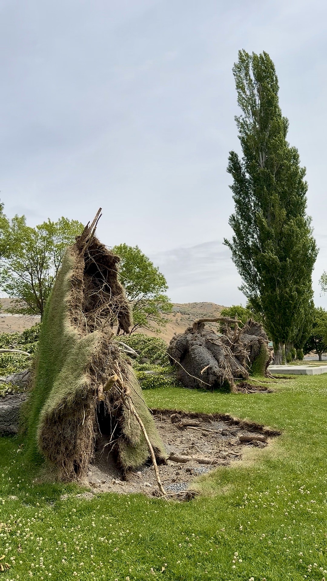 Basin Tree Service is working as the sole contractor to handle the cleanup operation at Connelly Park.