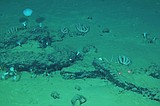 Scientists discover a deep whale graveyard that is teeming with life