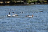 WHITE PELICANS ARRIVE