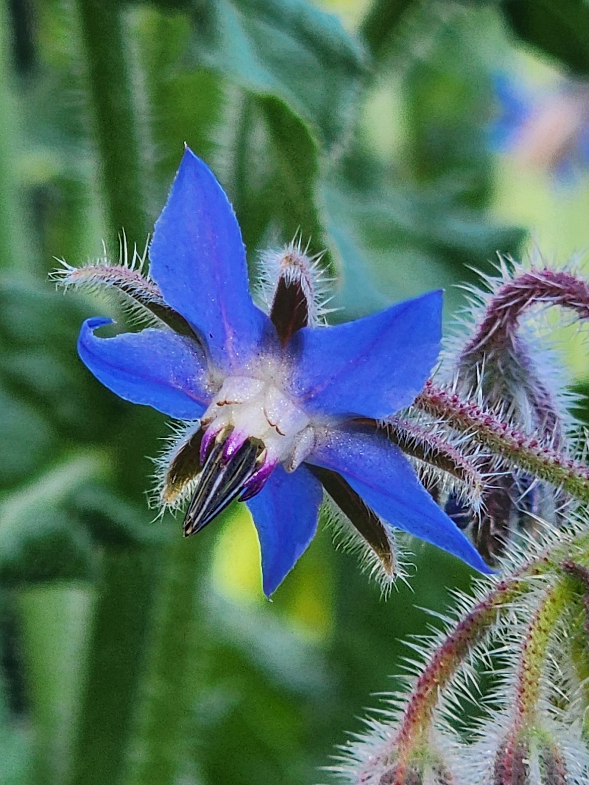 Borage, somewhere between a flower and an herb, has flowers that taste like cucumbers