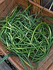 Edible treasures you may be overlooking in your garden