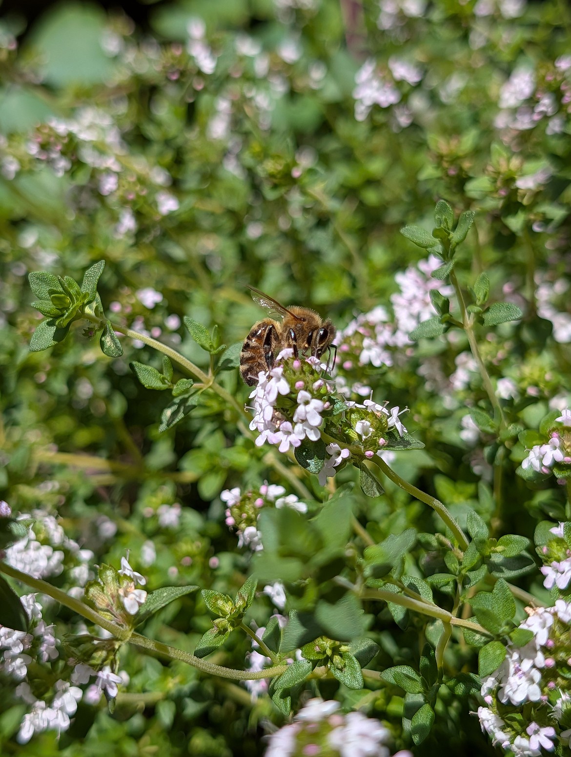 Both herb leaves and flowers, like this thyme, can be incorporated into butter, salts, water, or ice