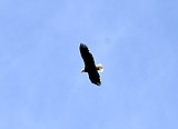 AIR SHOW