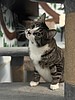 Purr-fectly big personality