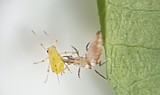 Lacewing IPM clinics scheduled for June