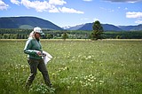 Outdoor lab: Glacier bumble bee study explores population declines