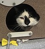 Meet Jalapeño, the purrfect blend of spicy sass and sweet snuggles