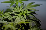 Supreme Court sides with a Texas man who says it’s not a crime for marijuana users to have guns