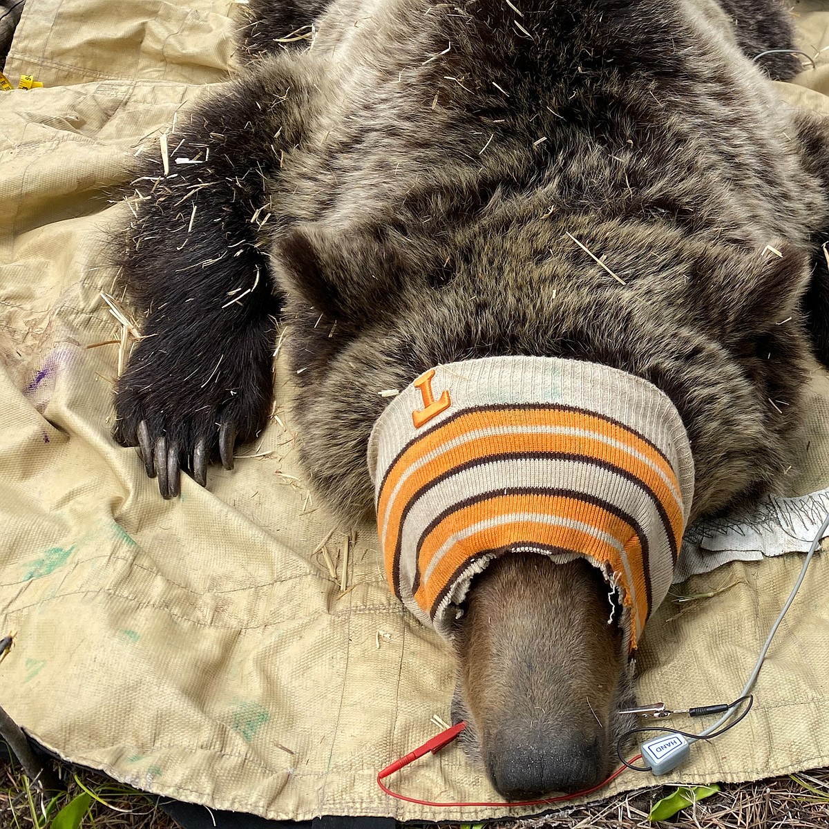 Fish and Game begins grizzly research trapping