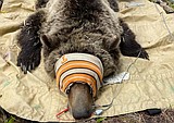 Fish and Game begins grizzly research trapping