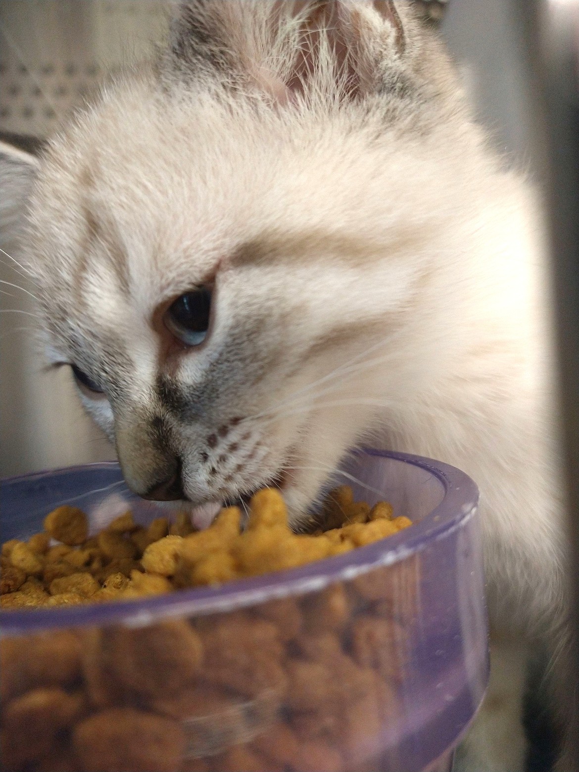 A kitten enjoys a meal at Companions Animal Center.