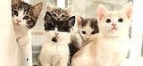 Here kitty kitty