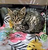 Animal welfare group says cat abandonment becoming an 'epidemic'