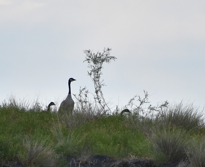 A group of Canadian Geese peak over the hill on an island early in the morning at Potholes Reservoir.