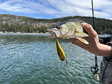 Idaho Fish and Game offers fish for cash