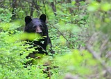With poor berry crop, expect bears in town