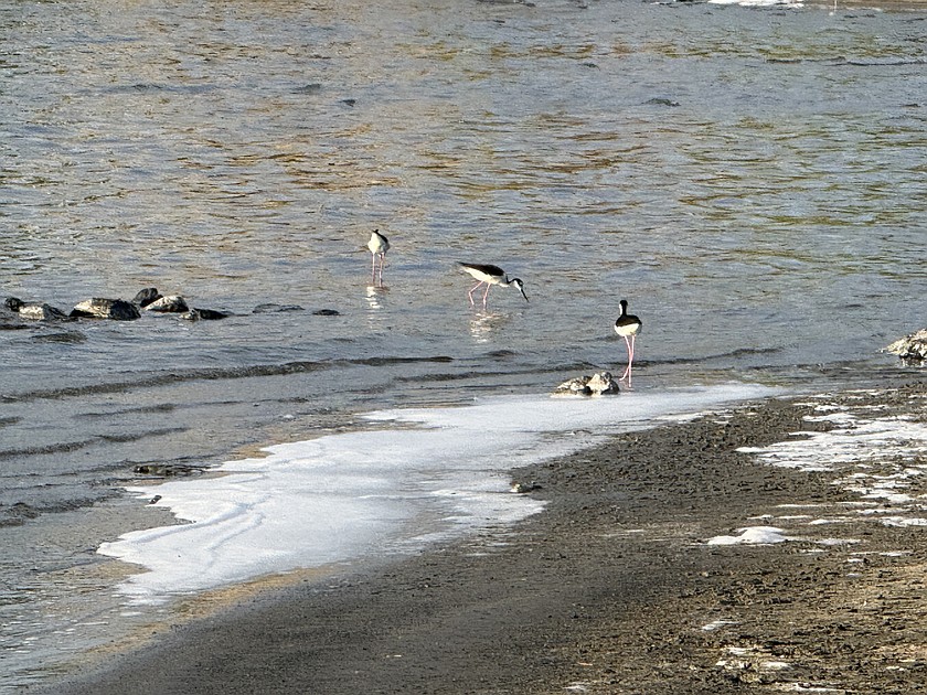 Black-necked stilt shorebirds forage in the shallow water along the shoreline of Soap Lake.