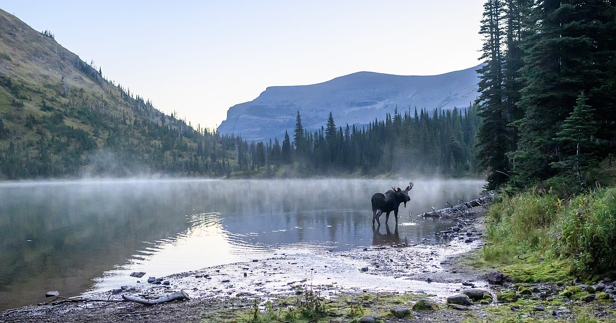 Gone in a blink: On moose watch in Glacier Park