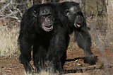 Get a load of this: Humans and great apes share similar giggles