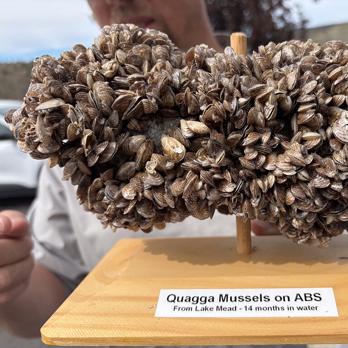 Oregon finds invasive quagga mussel on Prineville Reservoir shoreline