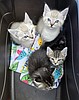 Shelters see increasing need for pet surrenders