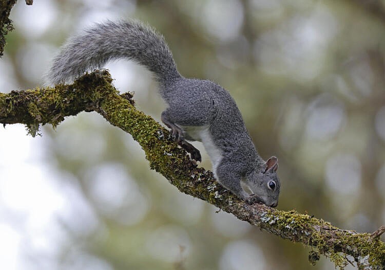 Endangered species: Western gray squirrel