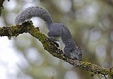 Endangered species: Western gray squirrel