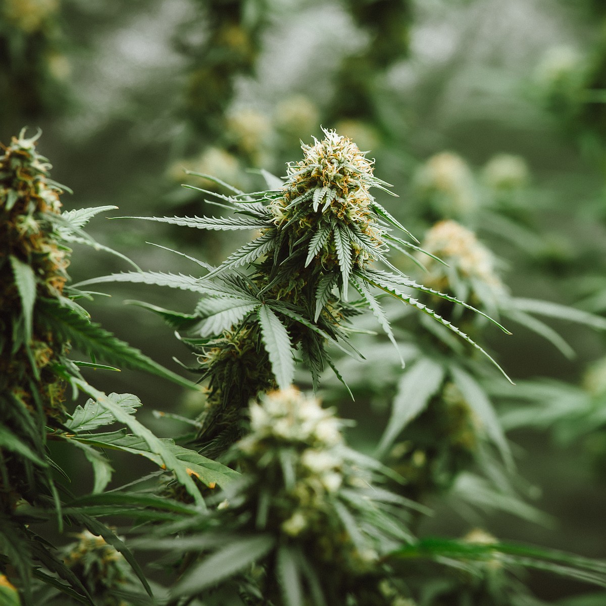 Medical marijuana ballot initiative hits setback after signatures turned in late