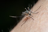 West Nile Virus present in mosquitoes near Moses Lake