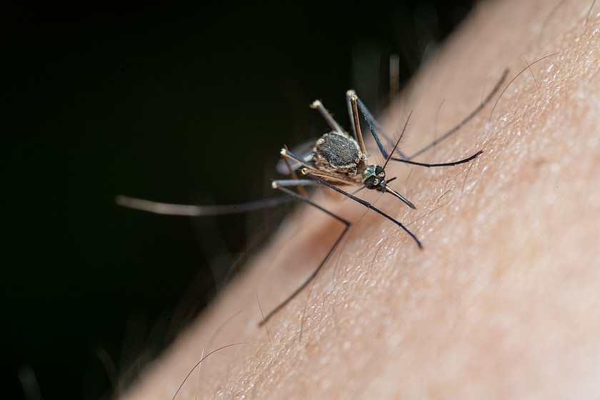 Grant County Mosquito Control District No. 1, located in Moses Lake, has detected mosquitoes with West Nile Virus. The last reported human case in the county was in 2015, according to the Grant County Health District.
