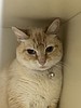 Call him Mister because he’s got purr-sonality