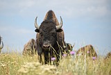 CSKT Bison Range flourishes with uptick in calves, visitors