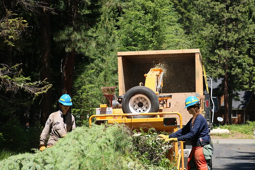 A thinned stand of private forestland near Roslyn, Wash., where crews cleared understory vegetation and spread wood chips across the forest floor as part of wildfire mitigation work.