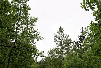 Lead