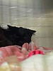 Meet Tiptoe, a barn cat ready to be adopted