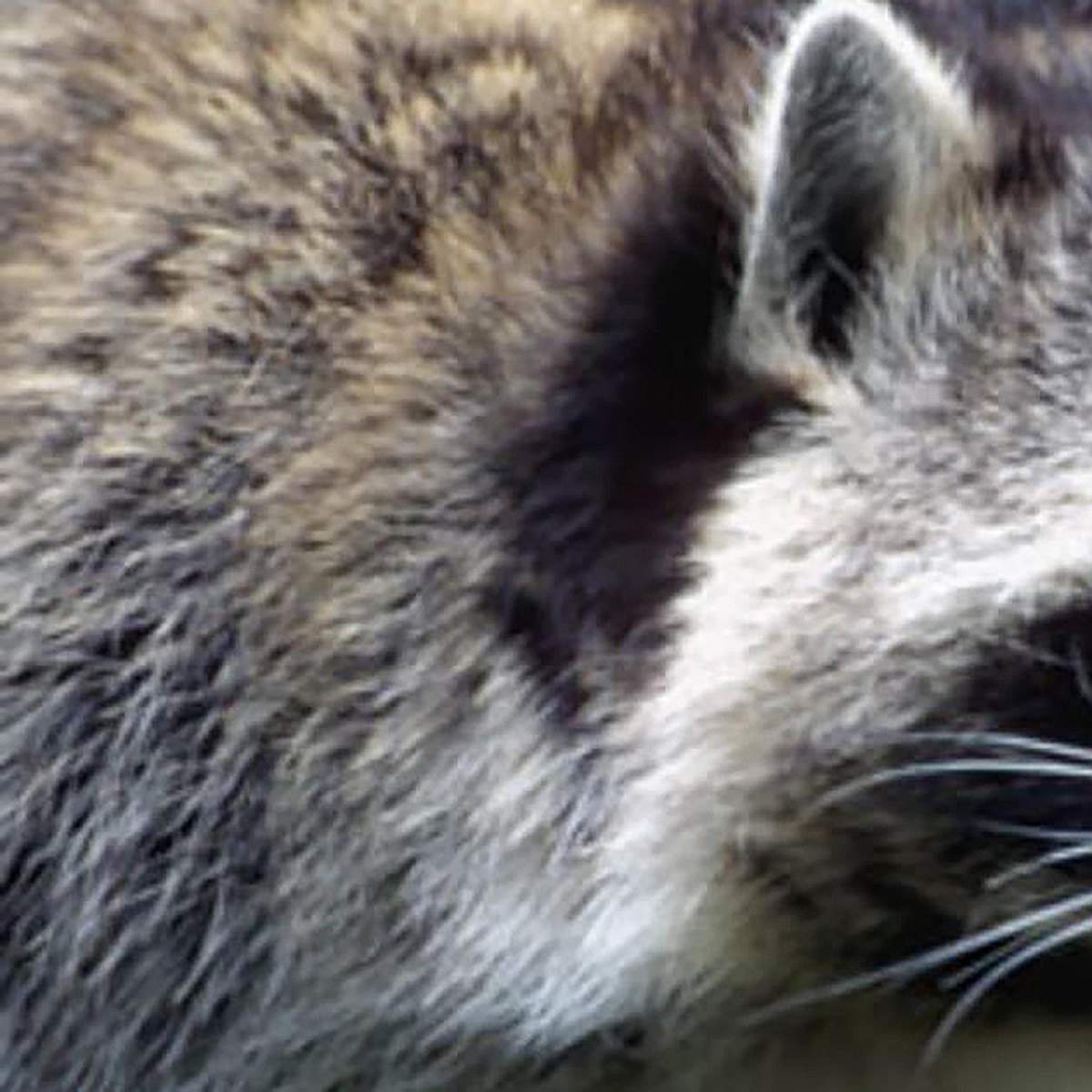 Distemper found in Idaho raccoon population