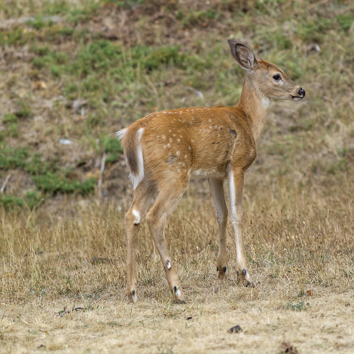 Proper garden planning can deter mooching deer