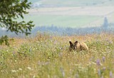 Bears looking for alternative food with huckleberries in short supply