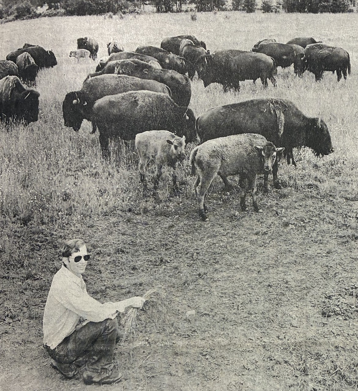 Shown with his Hayden herd of 50 buffalo, Dr. Richard Morris dreams of bigger things in 1981.