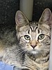 Sweet southern belle ready to be adopted