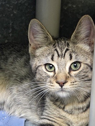 Sweet southern belle ready to be adopted