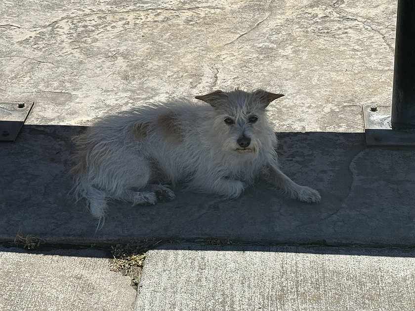 This dog chose a shady spot under a park bench at Neppel Park in Moses Lake.