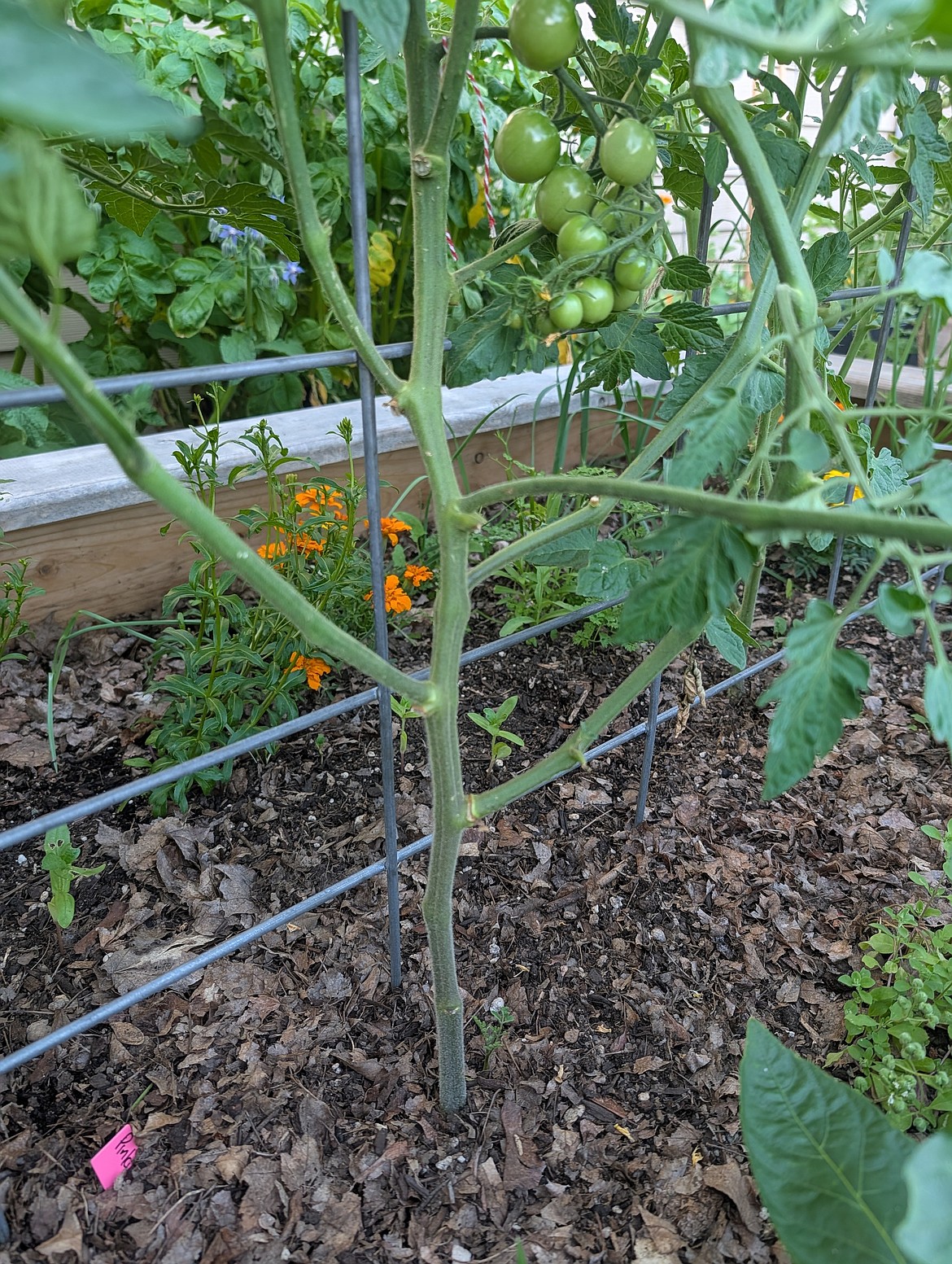 Bottom Pruning; Caption: Remove any tomato leaves touching the soil to reduce the risk of fungal diseases.